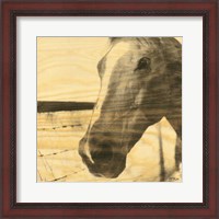 Framed Portrait of a Horse