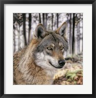 Framed Wolf 1