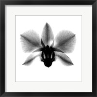Framed Orchid, Phalenop. X-Ray
