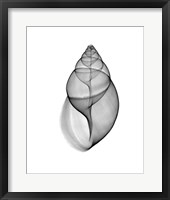 Achatina Jpn Land Snail  X-Ray Framed Print