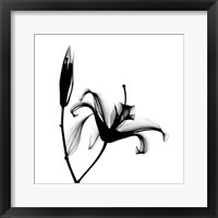 Framed Lily  + Bud X-Ray