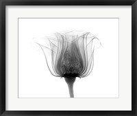 Rose ,Noma X-Ray Framed Print