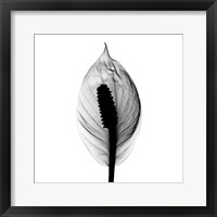 Framed Spathyphyllum X-Ray