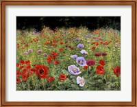 Framed Field Of Poppies