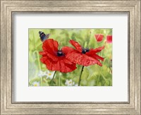 Framed Poppies And Butterfly