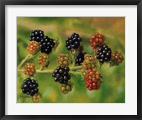 Framed Blackberries