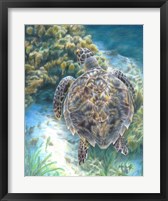 Framed Swimming Turtle
