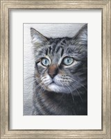 Framed Cat Portrait