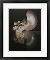 Framed Pearl Nautilus