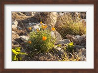 Framed Bloomin Poppies