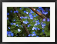 Framed Blue Little Flowers