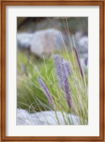 Framed Purple Wild Grass I