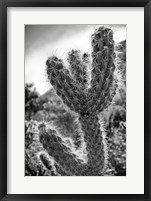 Framed Cactus Close-up
