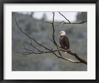 Framed Bald Eagle Perched