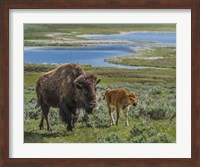 Framed Bison Cow and Calf