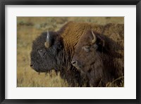 Framed Bison Duo