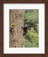 Framed Black Bear Cub Climbing