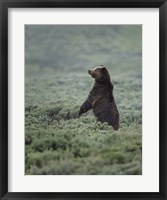 Framed Black Bear Cub Upright