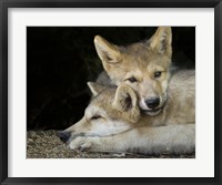 Framed Wolf Pup Brothers