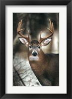 Framed White-tail Buck-close up