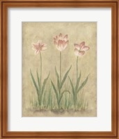 Framed 'Blooming Tulips I' border=
