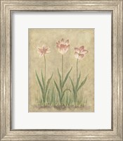 Framed 'Blooming Tulips I' border=