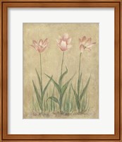 Framed 'Blooming Tulips II' border=