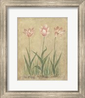 Framed 'Blooming Tulips II' border=