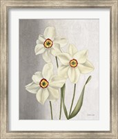 Framed Spring Narcissus