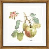 Framed Orchard Bloom I