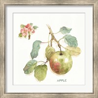 Framed Orchard Bloom I