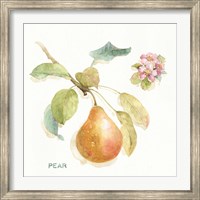 Framed Orchard Bloom II