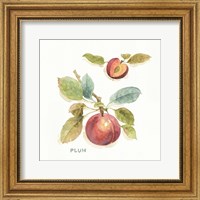 Framed Orchard Bloom IV