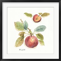 Orchard Bloom IV Framed Print