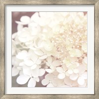 Framed Hydrangea Dream II