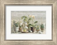 Framed Greenhouse Orchids on Wood