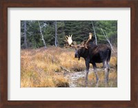 Framed Moose in Swampland