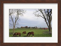 Framed Horses Eating in Pasture