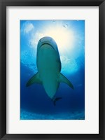 Framed Underside of a Great White Shark