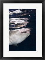 Framed Great White Shark Preying in Water