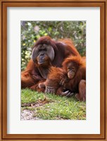 Framed Two Orangutangs in Grass