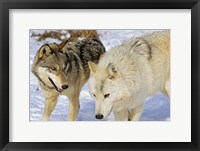 Framed Close Up of Two Wolves in the Snow