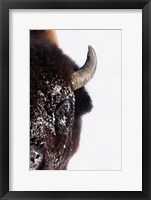 Framed Half of a Bison's Face