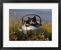 Framed Kitten on Tea Pot in Field