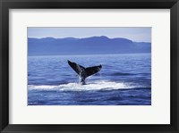 Framed Tail fin of a Humpback Whale in the sea, Alaska, USA