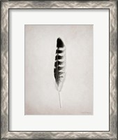Framed Feather IV BW