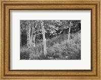 Framed Sunlit Birches I