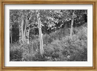 Framed Sunlit Birches I