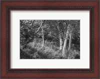 Framed Sunlit Birches II