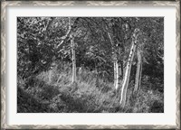 Framed Sunlit Birches II